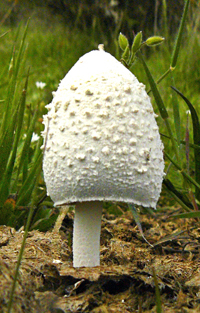 cuprinus Kinrocs